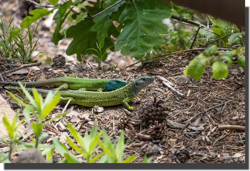 Lacerta viridis