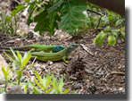 Lacerta viridis