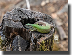 Lacerta viridis