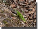 Lacerta viridis