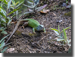 Lacerta viridis