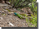 Lacerta viridis