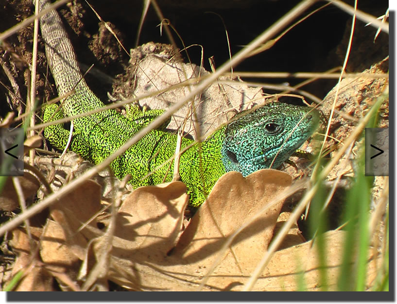 Lacerta schreiberi