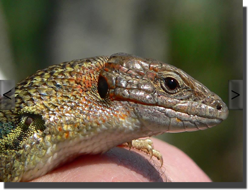 Psammodromus algirus