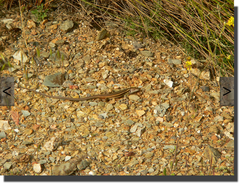 Psammodromus algirus