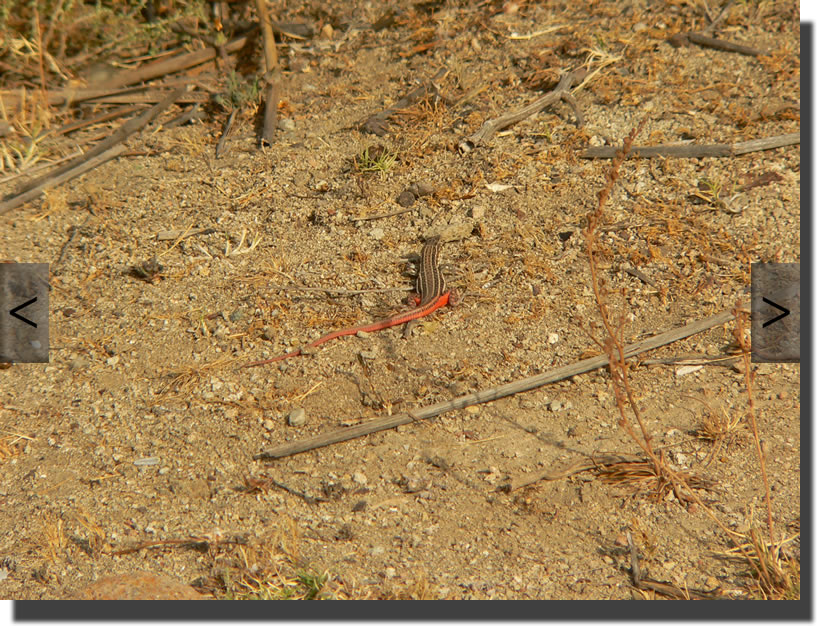 Acanthodactylus erythrurus