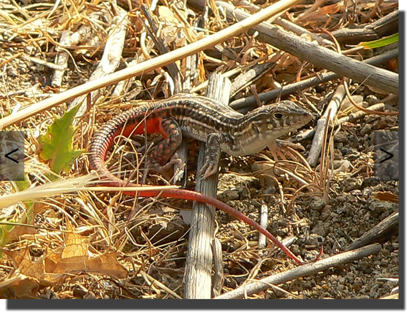 Acanthodactylus erythrurus