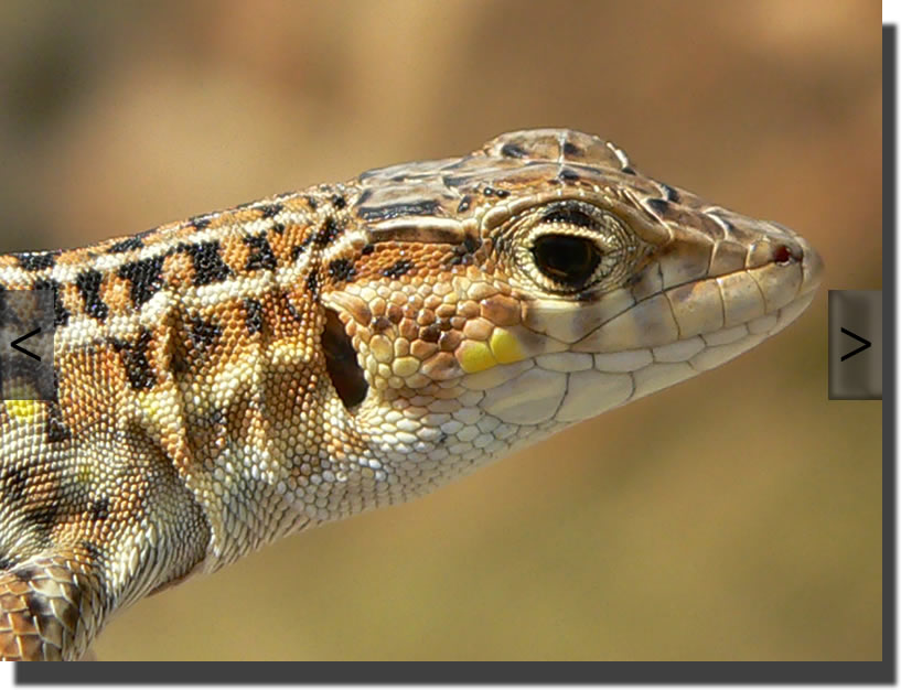 Acanthodactylus erythrurus