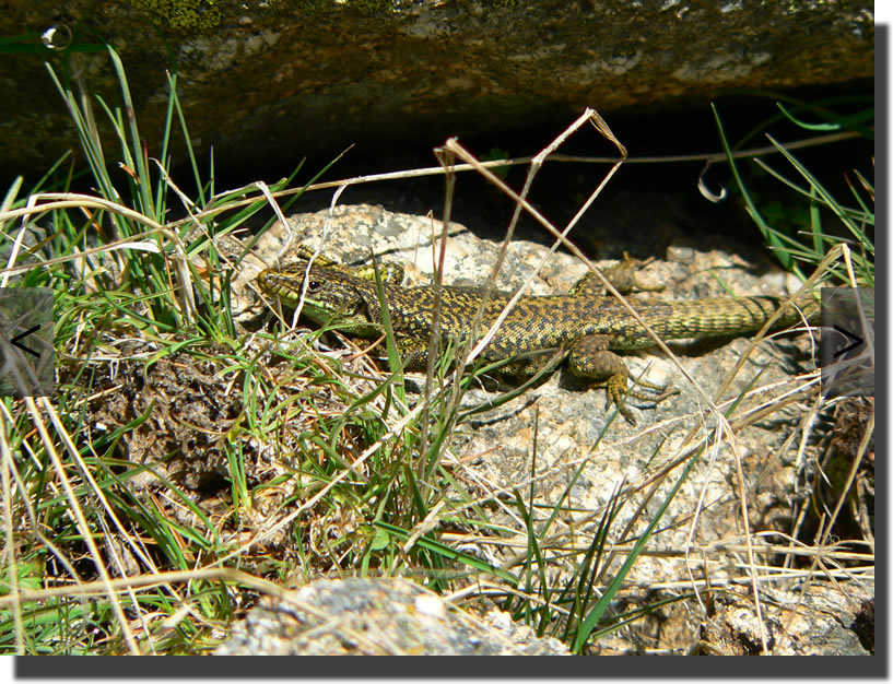 Iberolacerta cyreni