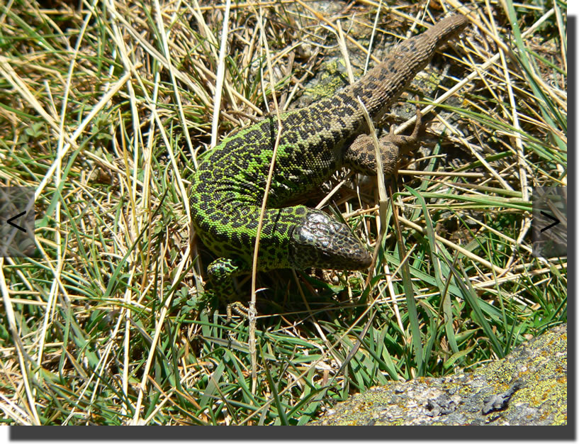 Lacerta schreiberi