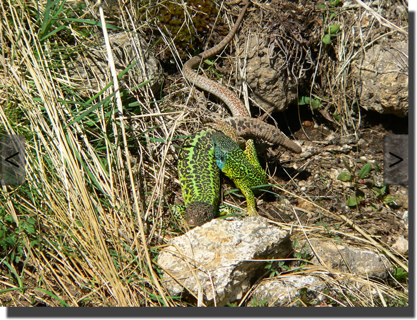 Lacerta schreiberi
