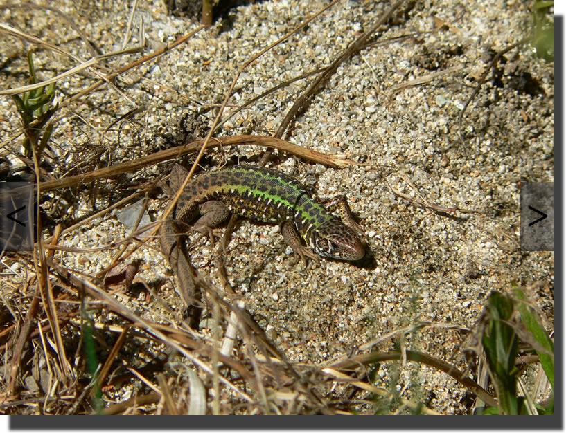 Lacerta schreiberi