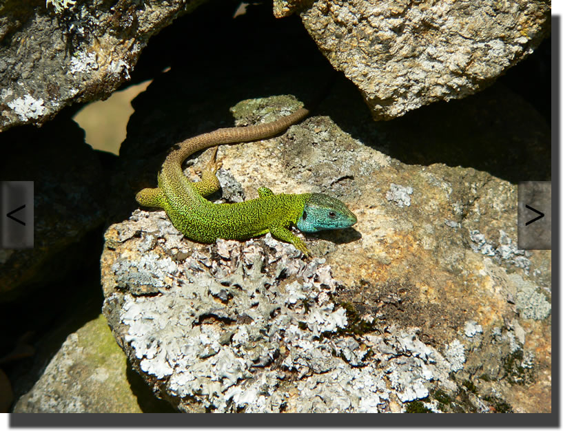 Lacerta schreiberi