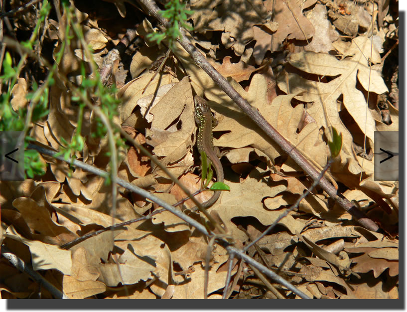 Lacerta schreiberi