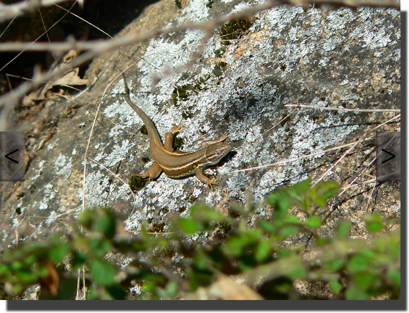 Psammodromus algirus