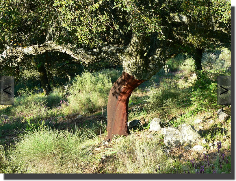 geschälte Korkeiche