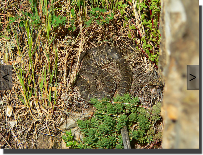 Hemorrhois hippocrepis