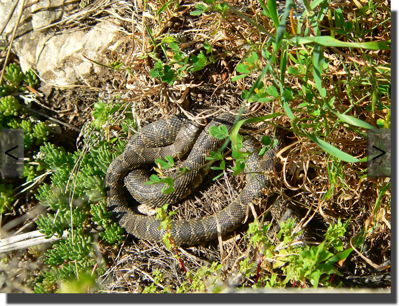 Hemorrhois hippocrepis