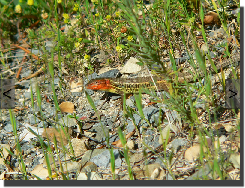 Psammodromus algirus