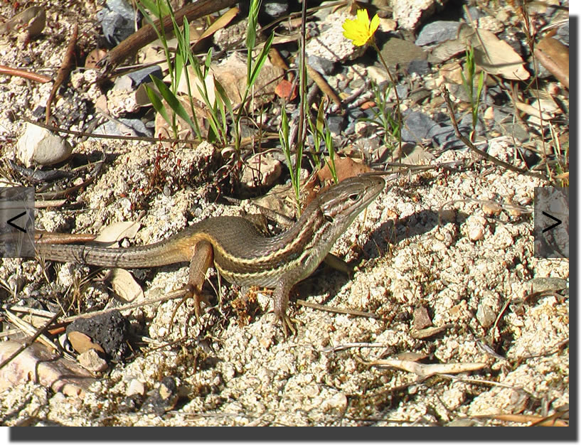 Psammodromus algirus