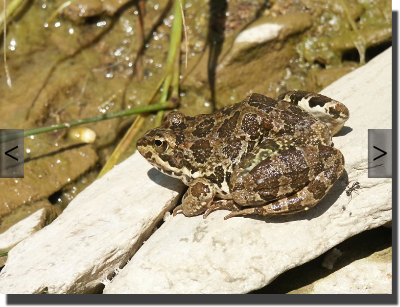 Pelophylax perezi