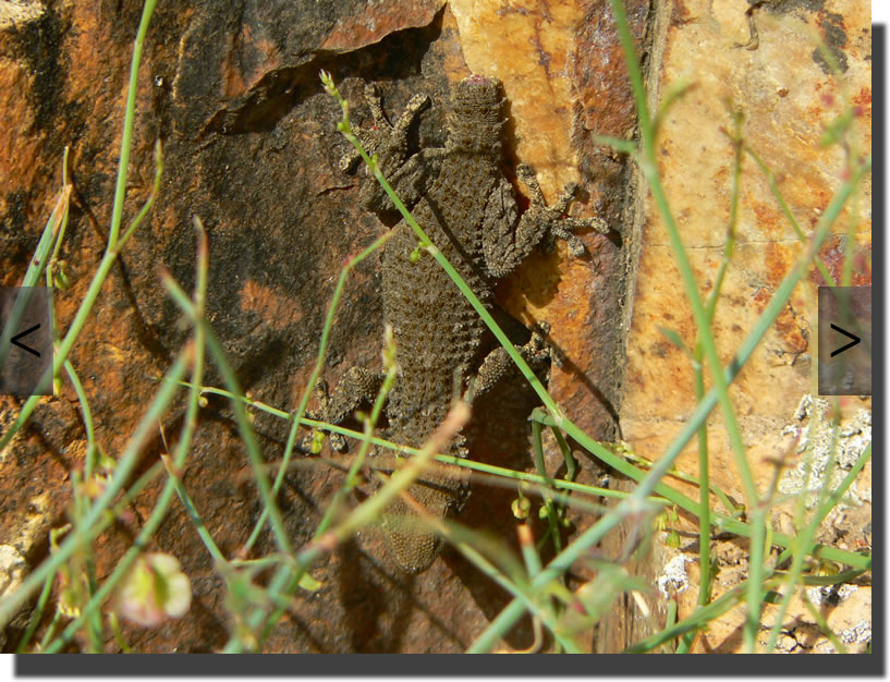 Tarentola mauretanica