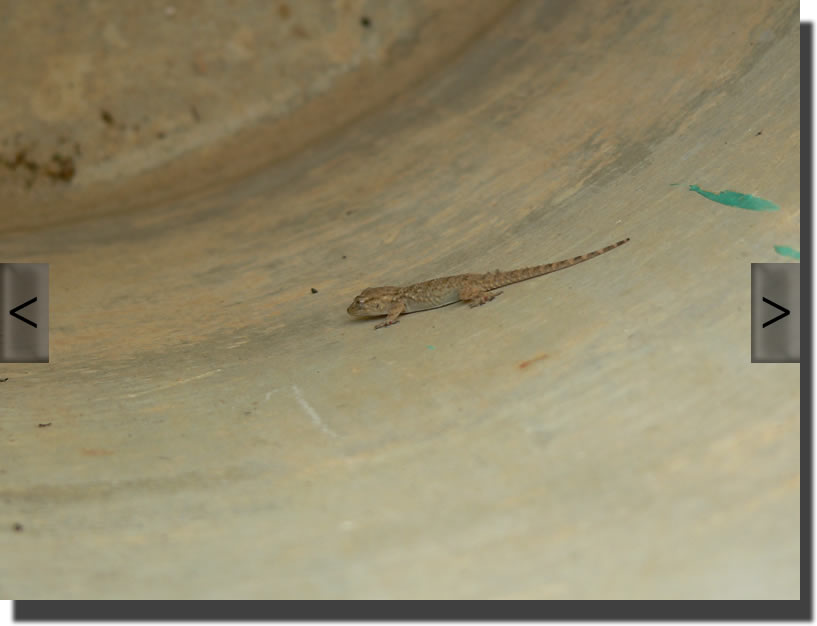 tarentola mauritanica