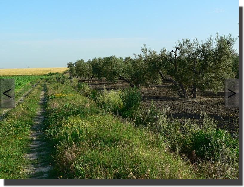 Biotop von Timon lepidus