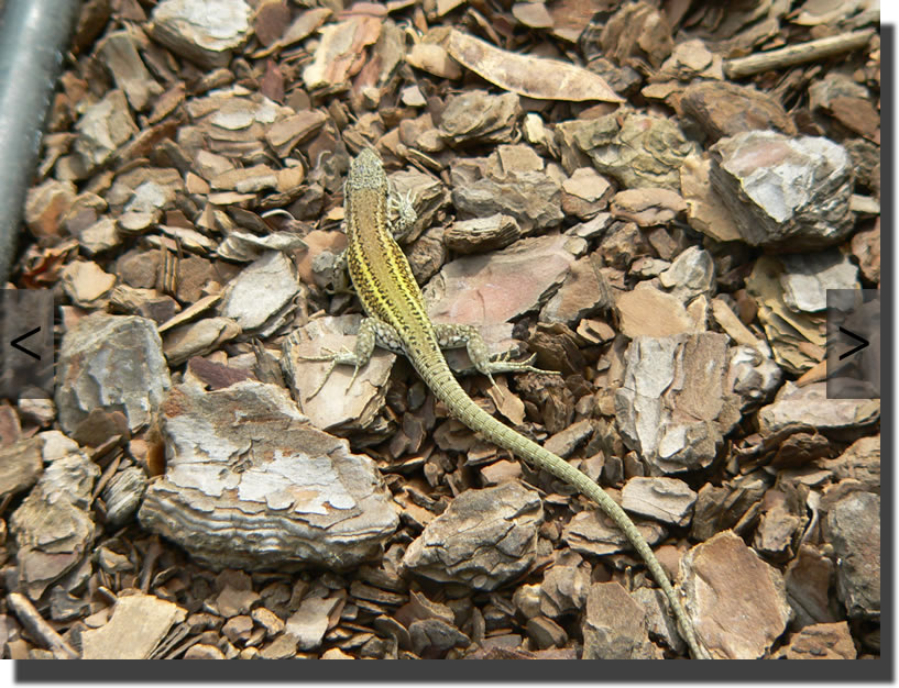 Podarcis carbonelli