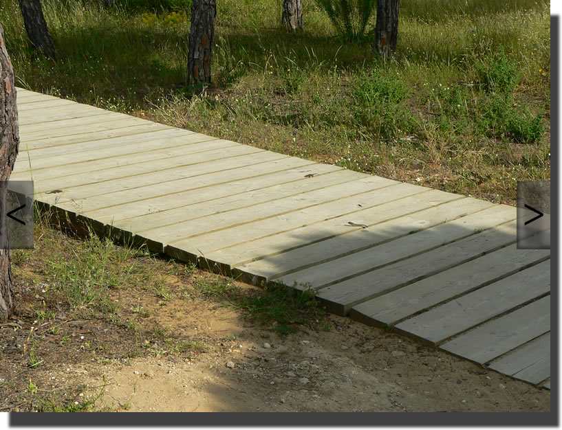 Malpolon monspessulanus