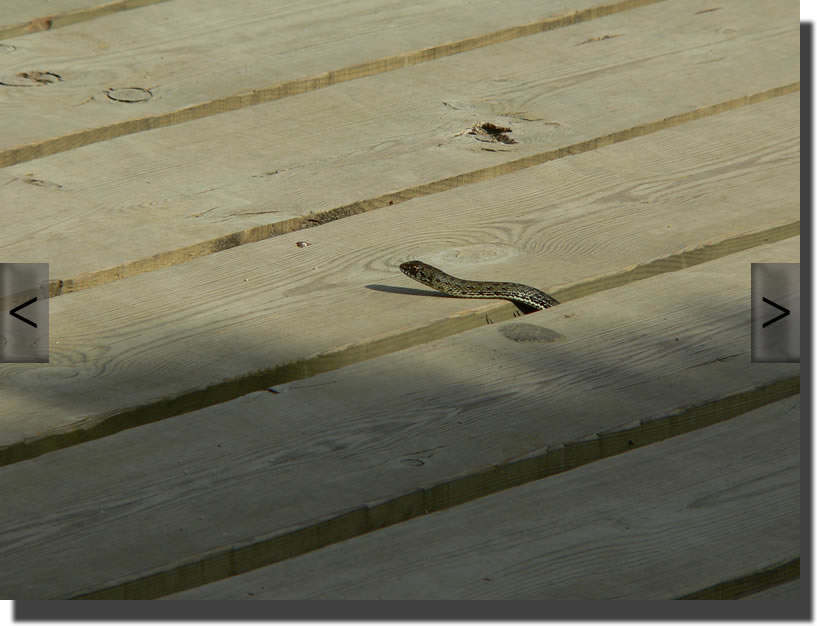 Malpolon monspessulanus