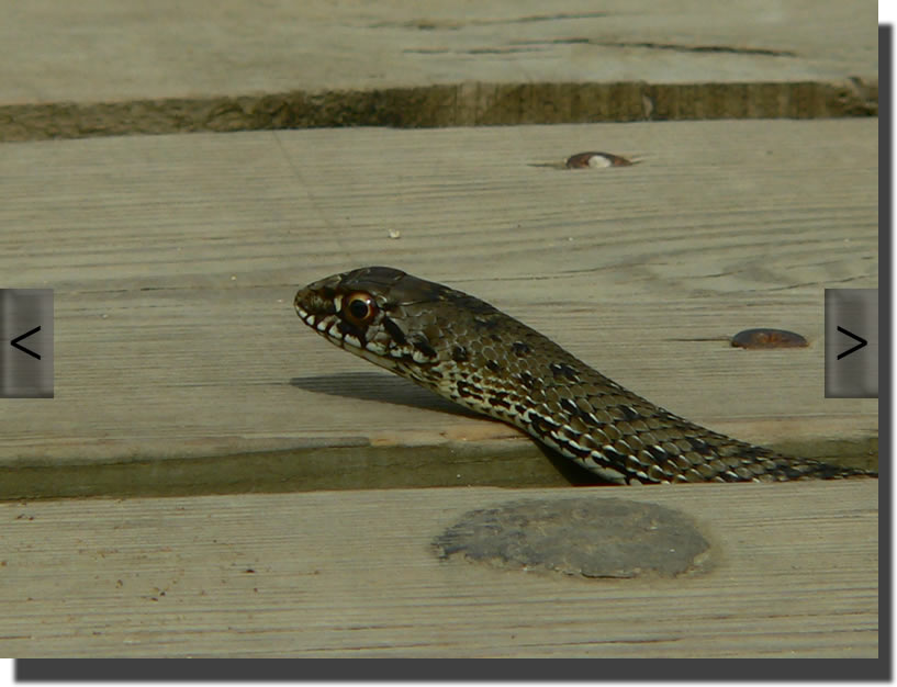 Malpolon monspessulanus