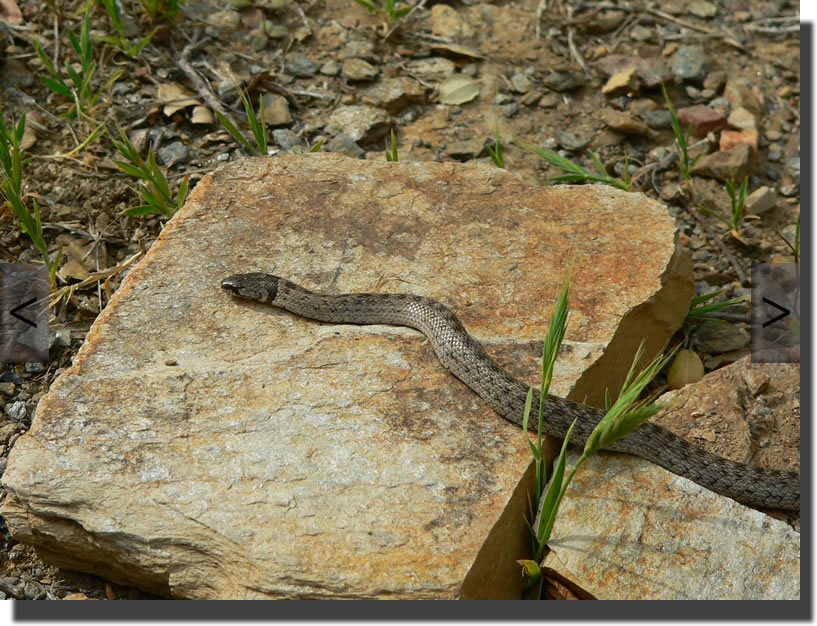 Macroprotodon cucullatus