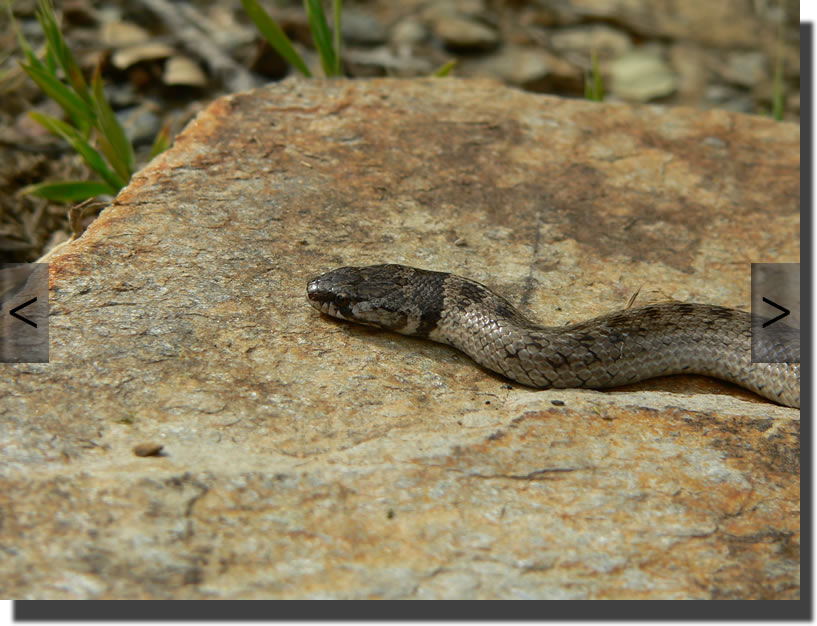 Macroprotodon cucullatus