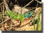 Lacerta schreiberi