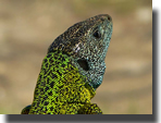 Lacerta schreiberi