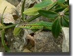 Podarcis liolepis