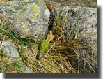 Lacerta schreiberi