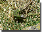 Lacerta schreiberi