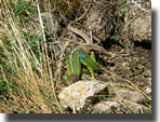 Lacerta schreiberi