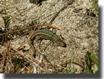 Lacerta schreiberi