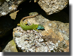Lacerta schreiberi