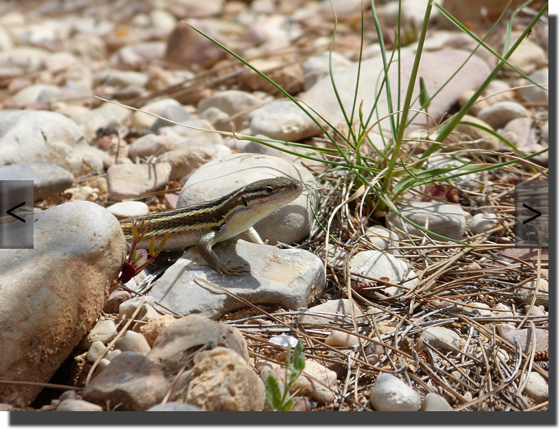 Psammodromus algirus