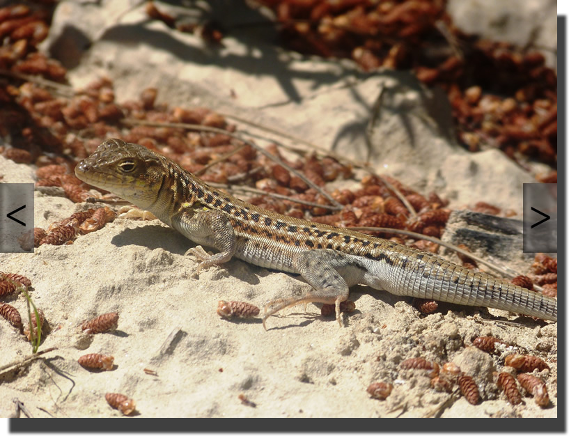 Acanthodactylus erythrurus