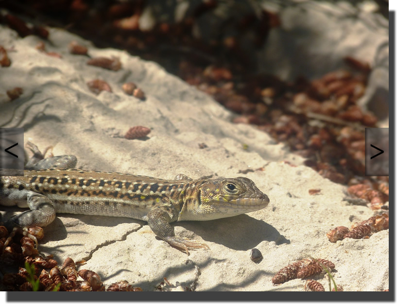 Acanthodactylus erythrurus