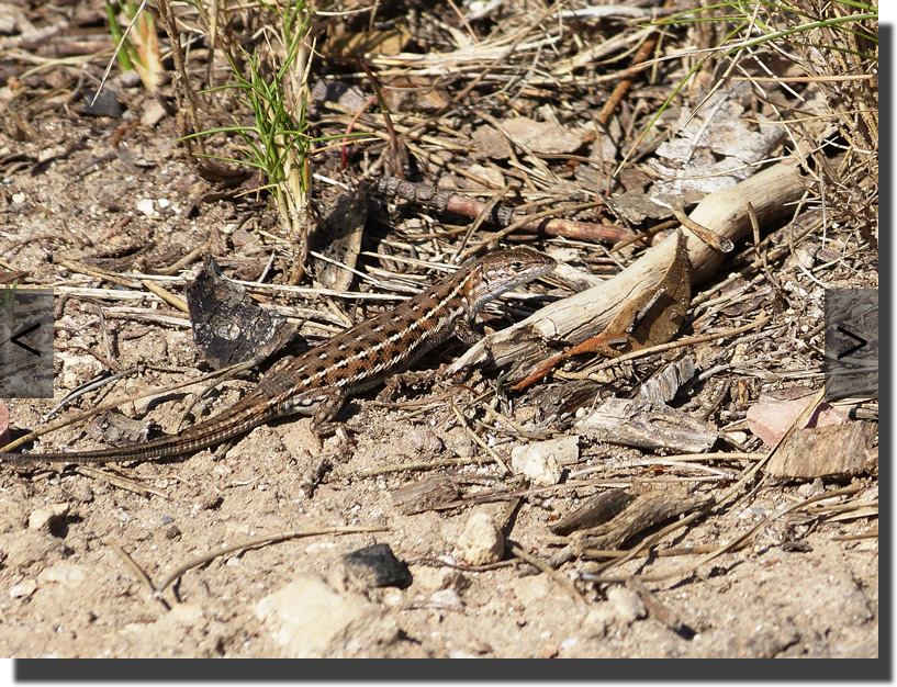 Psammodromus edwarsianus