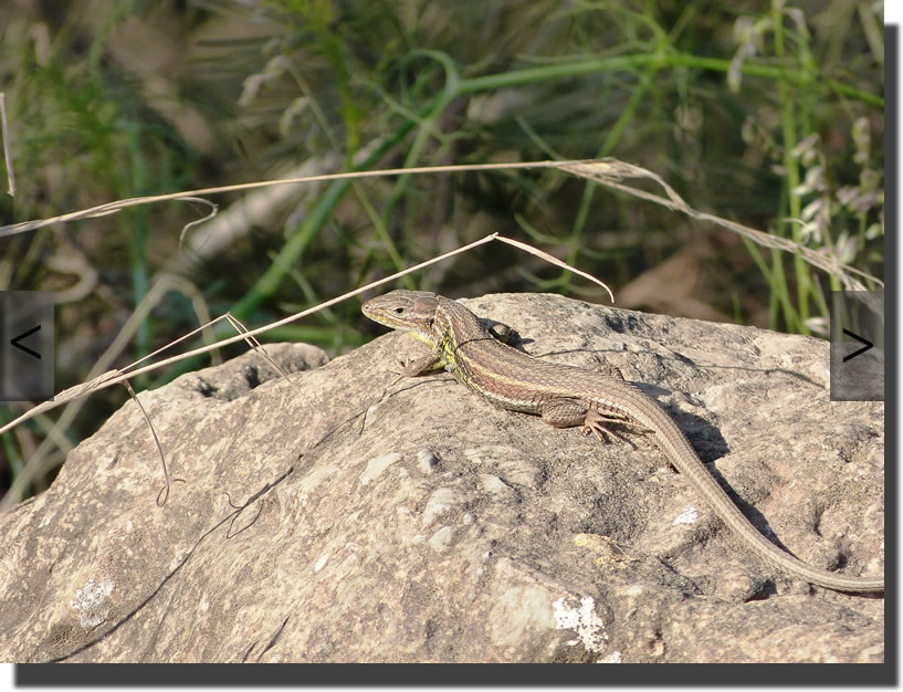 Psammodromus algirus