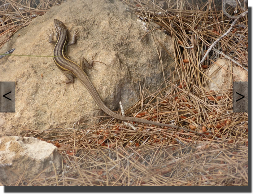 Psammodromus algirus