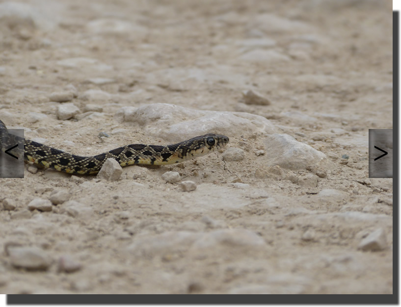 hemorrhois hippocrepis