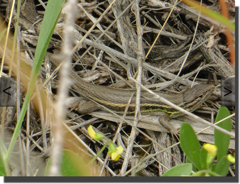 Psammodromus algirus